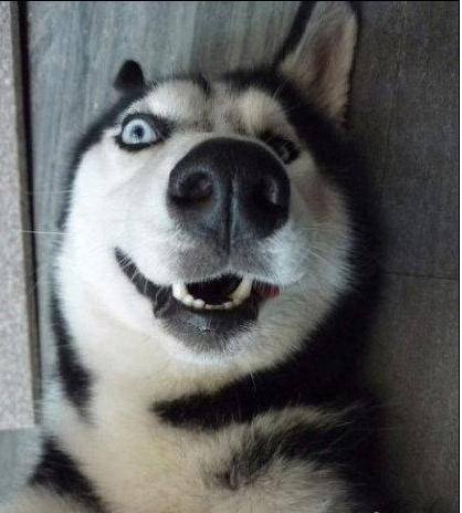 养幼犬哈士奇需要准备什么东西,养幼犬哈士奇应该准备什么东西