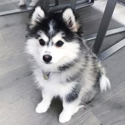 狗狗被臭到后的反应,狗狗被螨虫咬是什么样子的