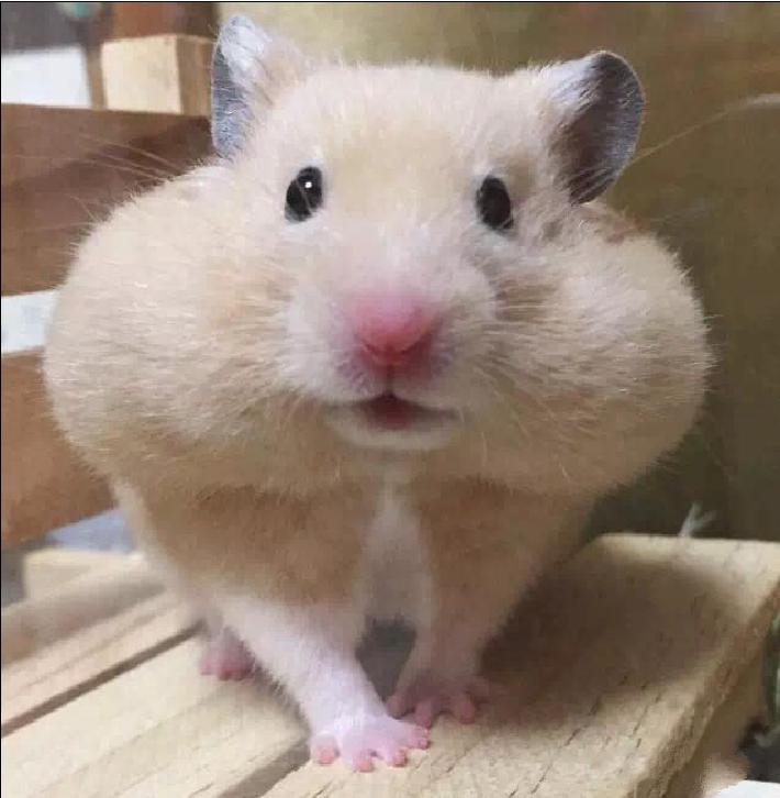 仓鼠宠物攻略,仓鼠宠物的小教程