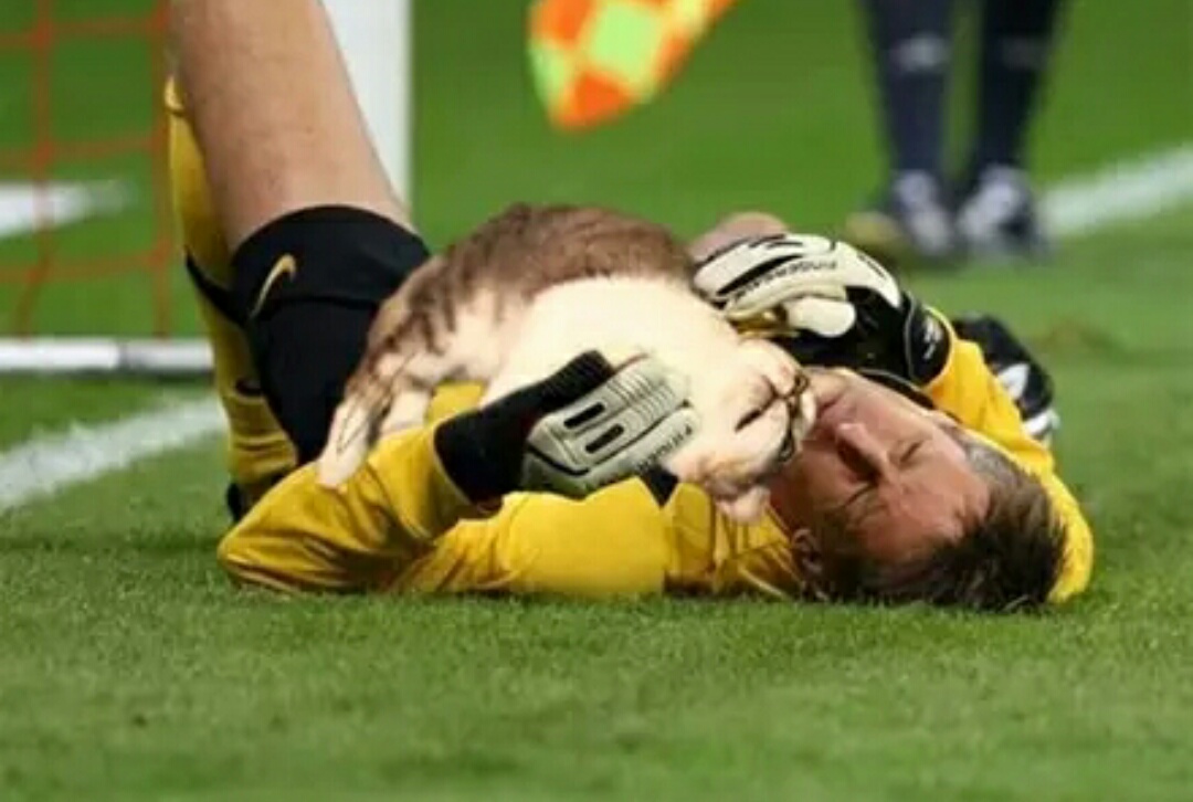 网友把足球p成猫之后，哈哈哈，第一张就笑疯