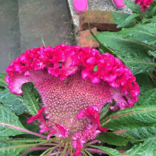 此花只有农村有,不仅是美食而且还能入药,还和“鸡”有关系!