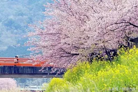 樱花美食街在哪里,东京樱花美食攻略