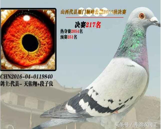 养鸽农民工探访资深鸽友，毫无保留的倾囊相授信鸽可以这样玩！