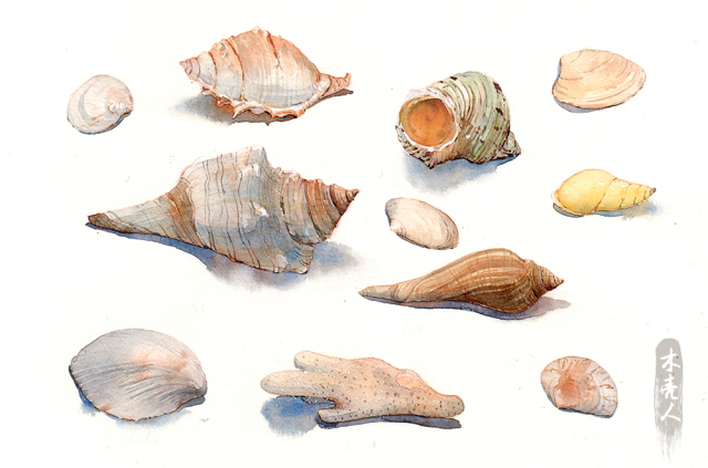 厦门人为什么不吃罗非鱼,厦门哪些海螺不能吃