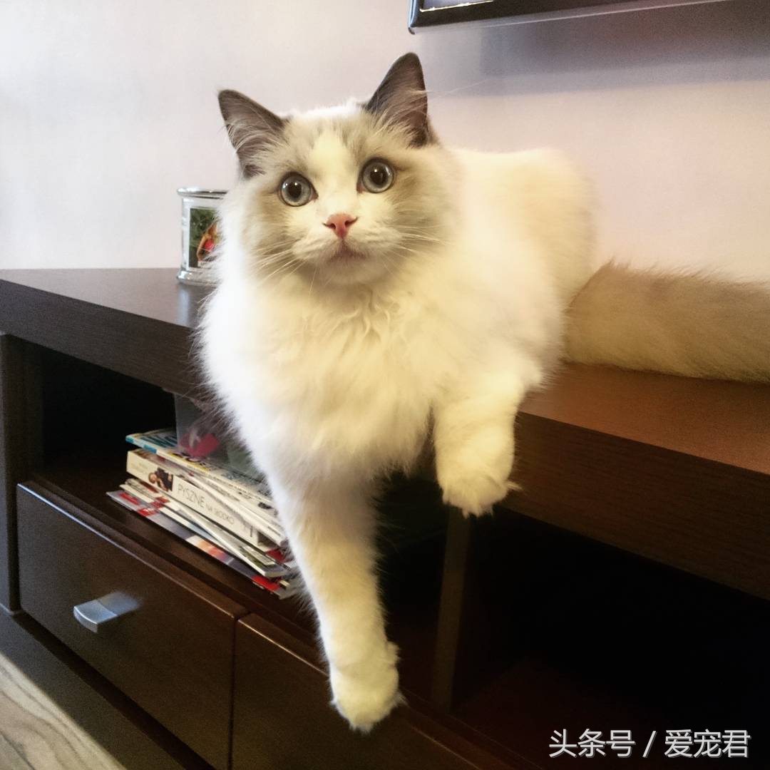 猫咪郁闷可吃什么药,猫咪爱抓东西怎么解决呢