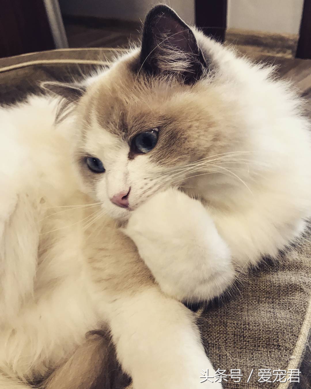 猫咪郁闷应该怎么办,猫咪郁闷怎么办