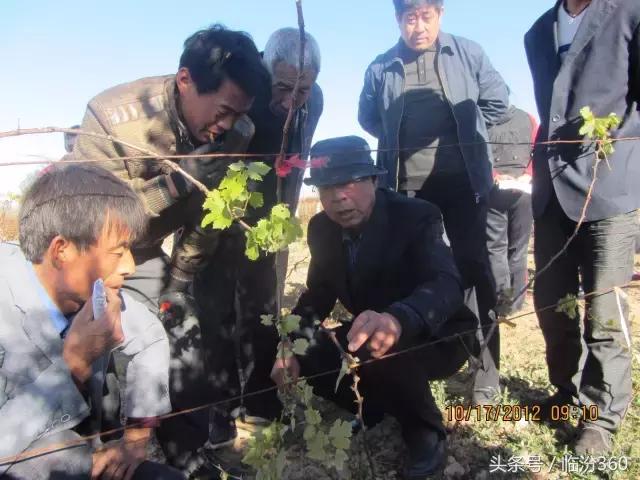 戎子酒庄酒业集团,戎子酒庄倾力打造