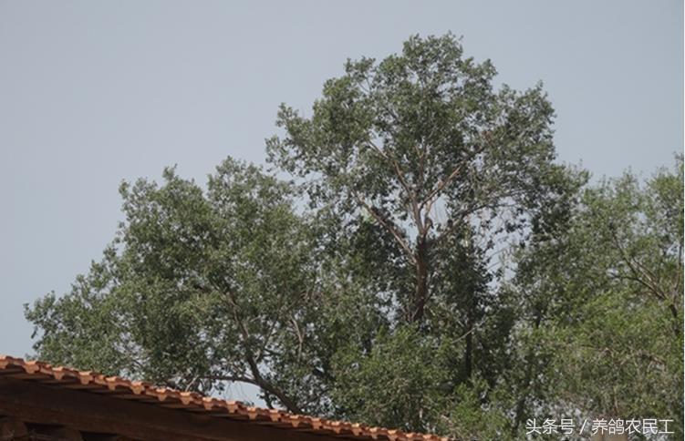 养鸽农民工探访资深鸽友，毫无保留的倾囊相授信鸽可以这样玩！