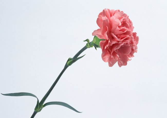 全世界各国的国花有哪些,世界各国国花大全图表