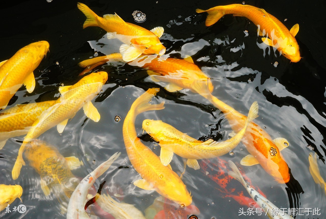 鱼缸腥臭怎么处理,鱼缸水浑浊怎么办