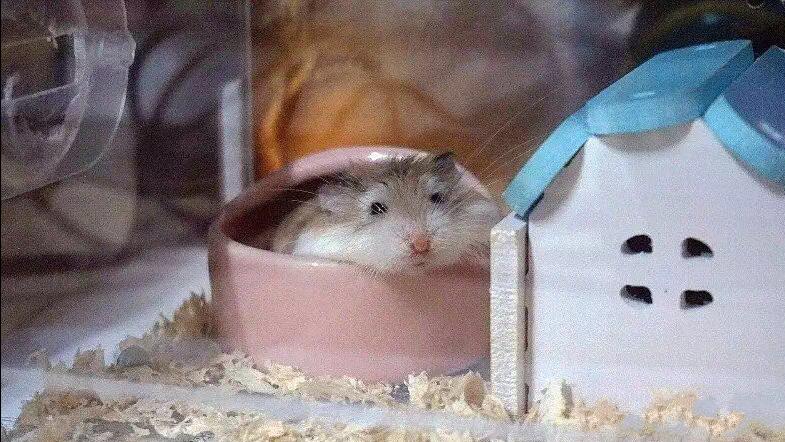 仓鼠宠物攻略,仓鼠宠物的小教程