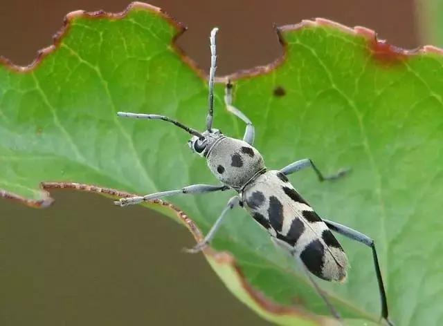 葡萄树干有蛀虫怎么办,葡萄蛀虫