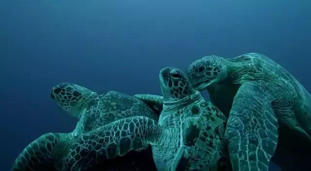 豆瓣9.7的冷门好片，送给每个热爱生命的人