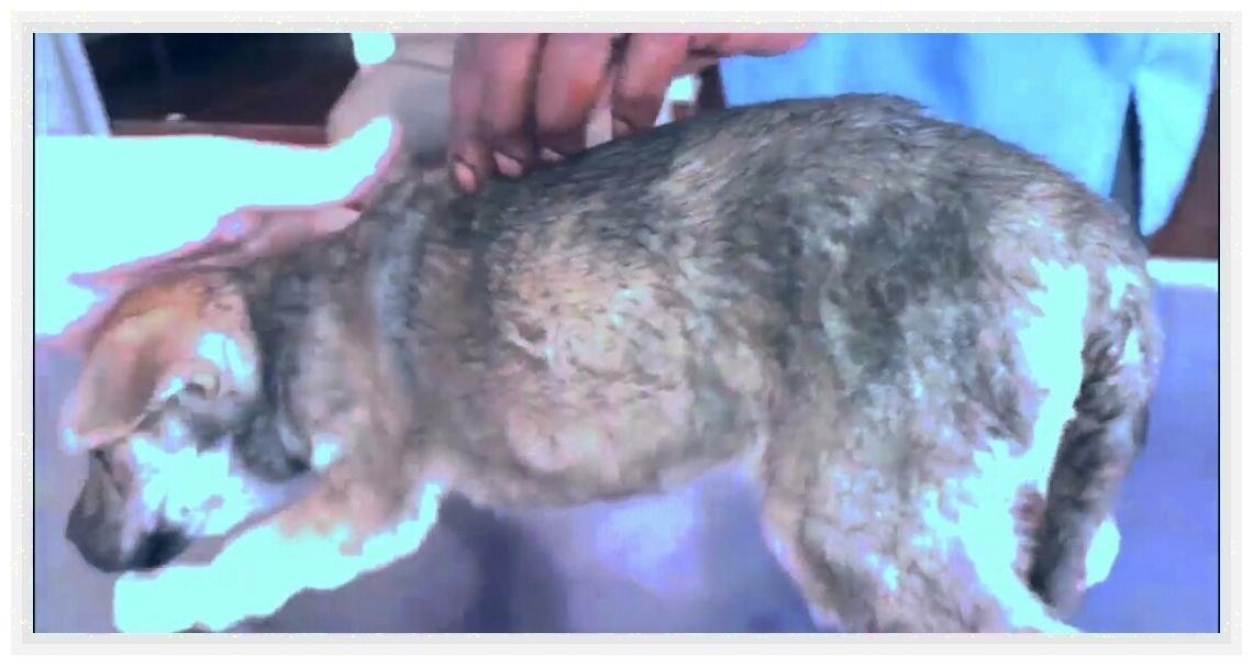 土狗被人虐待,土狗被虐待暴打街头