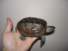 头盔龟和巨头龟怎么选,果核龟和红面龟选哪个