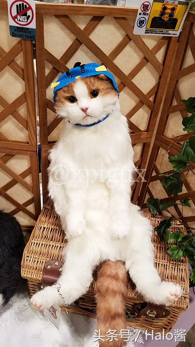 怪物猎人世界三只艾露猫,怪物猎人艾露猫真人