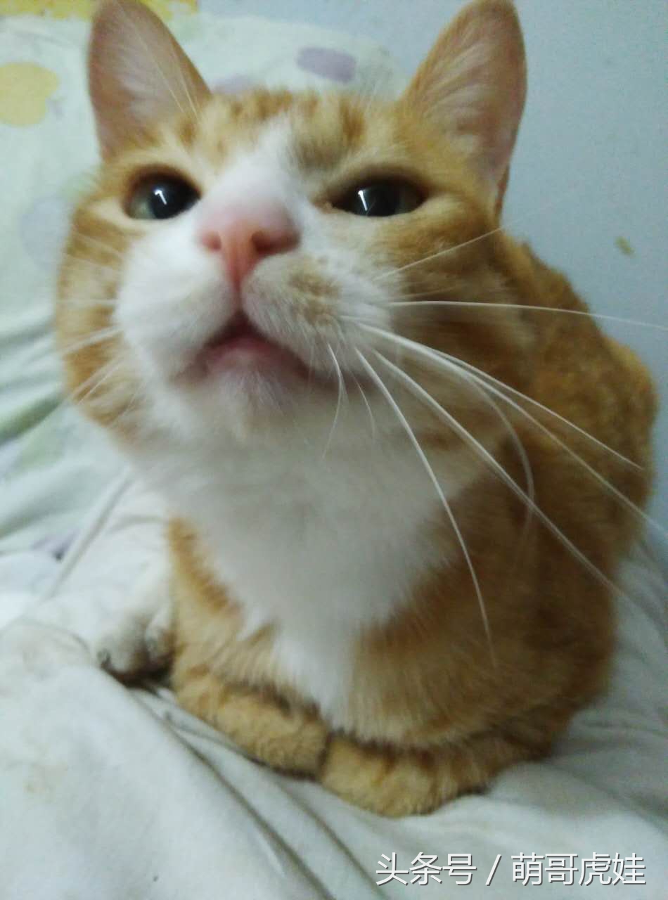 小猫尿床穿纸尿裤,宠物猫老是尿床