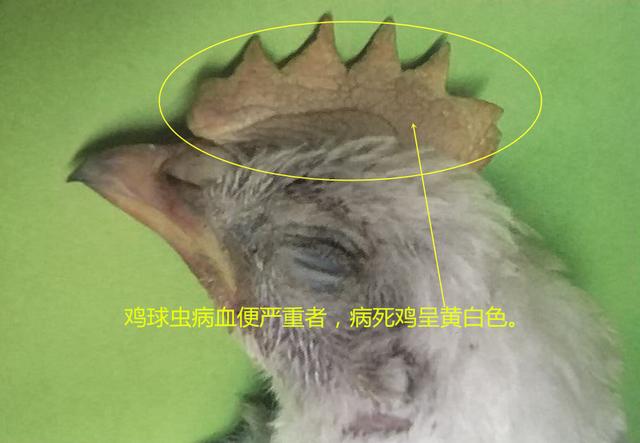 鸡球虫病的特点和治疗,鸡球虫病的发生原因及预防方法