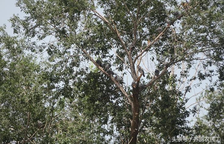 养鸽农民工探访资深鸽友，毫无保留的倾囊相授信鸽可以这样玩！