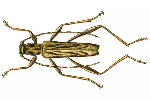 葡萄树干有蛀虫怎么办,葡萄蛀虫