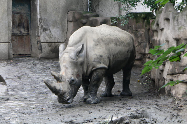 成都动物园看各种动物,成都动物园周末打卡景点