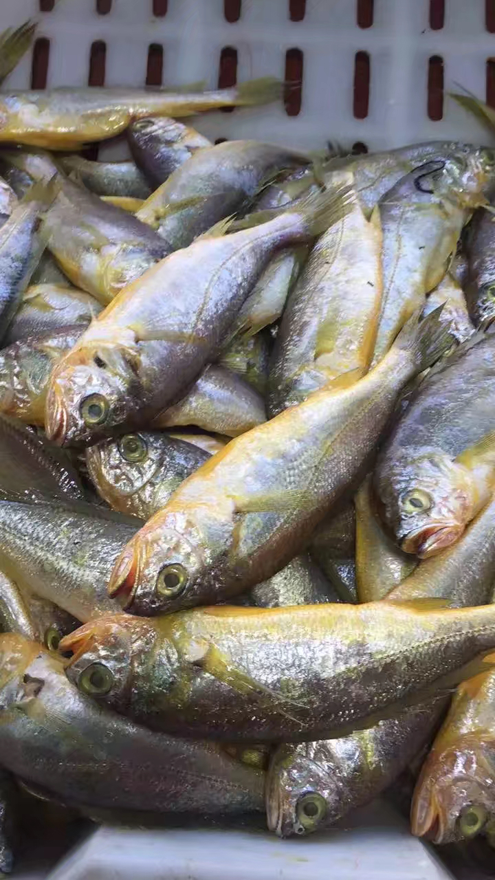 揭秘黄花鱼用“福尔马林”浸泡保鲜是真的吗