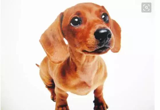 给狗狗做绝育的好处以及需要注意的事项