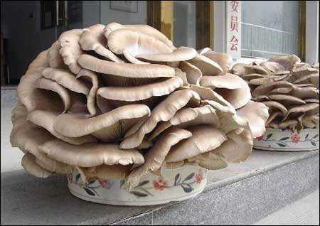 如何种植盆栽蘑菇,盆栽蘑菇最简单的方法