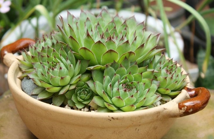 多肉观音莲简介,观音莲多肉大全