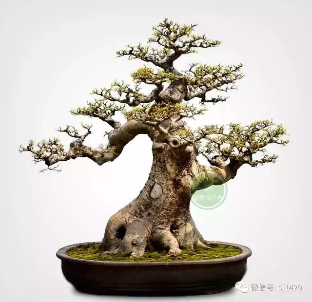 50种盆景树图片大全,50种盆景植物图片大全