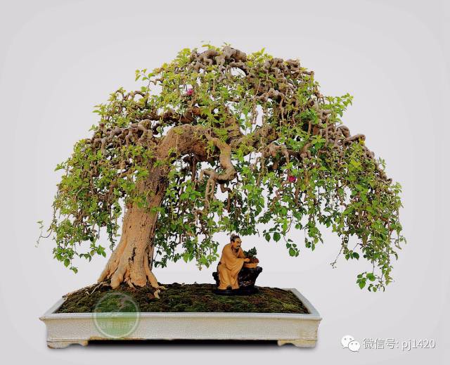 50种盆景树图片大全,50种盆景植物图片大全