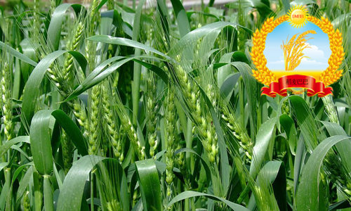 周麦32的优点和缺点,周麦45小麦品种介绍产量多少