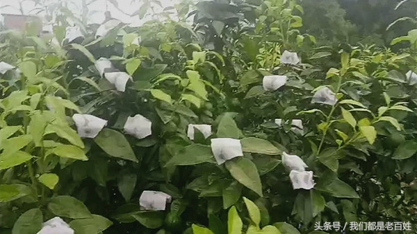 柑橘防灼怎么做,柑橘防日灼的最佳方法