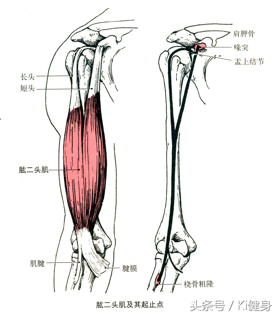 腘绳肌和半月板间隙,膝关节半月板根部解剖