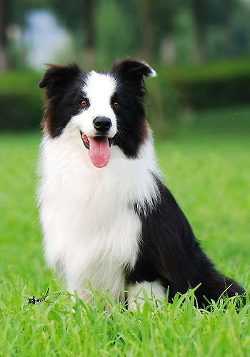 狗狗健康护理,怀孕狗狗的养护注意事项