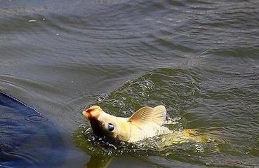 黑坑遇到淤泥酱层怎么办？不要急老钓友教你怎么解决它