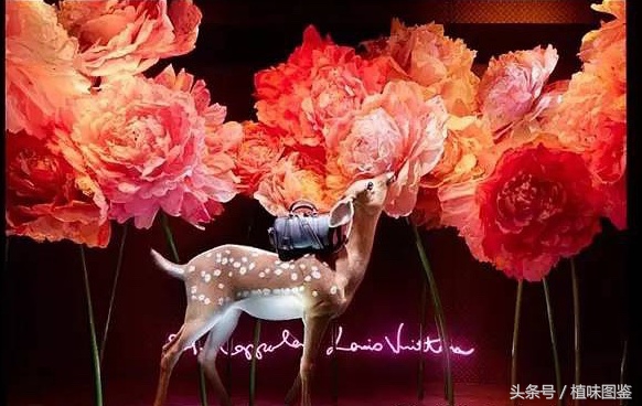 世界顶级奢侈品橱窗,不出家门一分钟尝遍世界咖啡