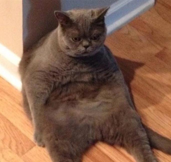 猫咪绝育猫咪一脸绝望还掉眼泪,主人想看猫咪绝育伤口结果被误会