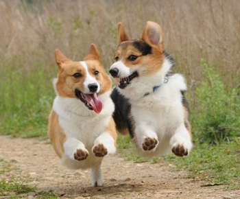 动漫中的可爱狗狗,盘点萌化的狗狗