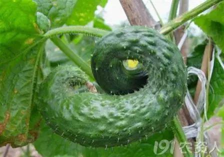 黄瓜用小苏打加红糖能防治病害,亮盾与阿米西达防治黄瓜病害