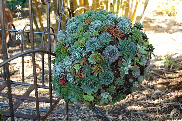多肉张狂起来,狂野型多肉
