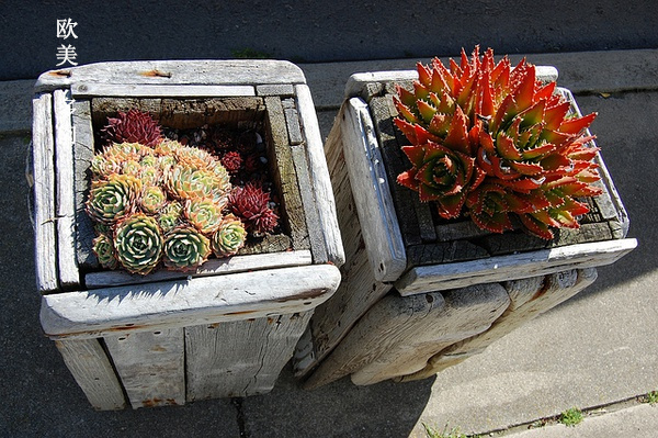 多肉张狂起来,狂野型多肉