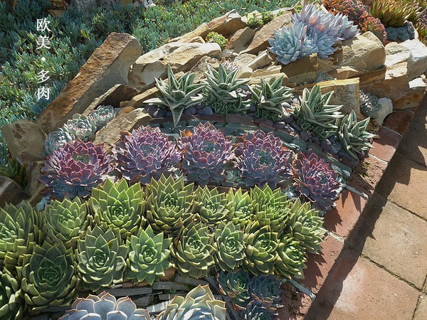 多肉张狂起来,狂野型多肉