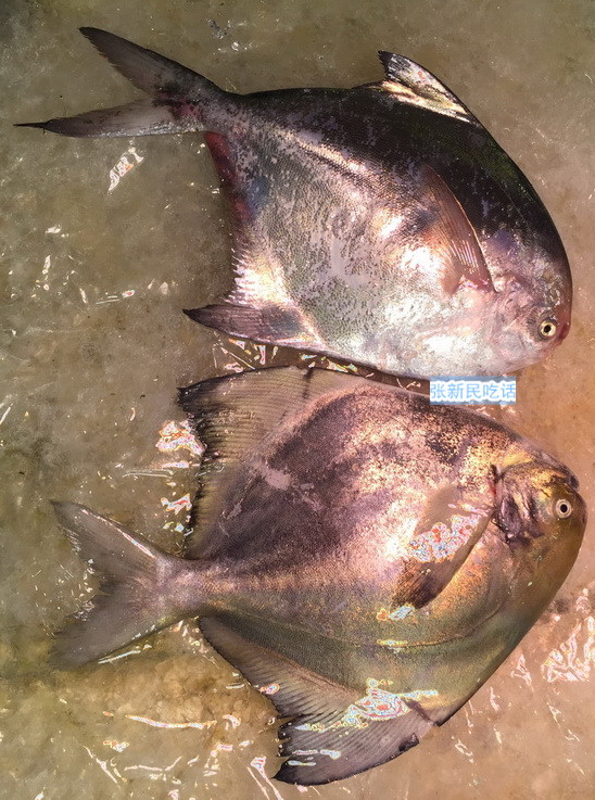 唐朝人为什么要将鲳鱼称为“狗瞌睡鱼”？六种鲳鱼你认识几种？