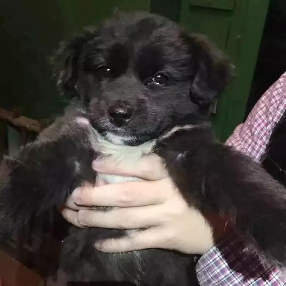 2022上海宠物领养中心官网,上海宠物领养日申请领养概率