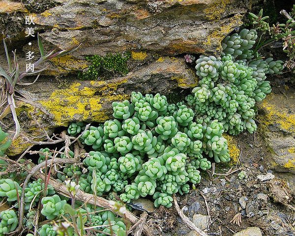 多肉张狂起来,狂野型多肉