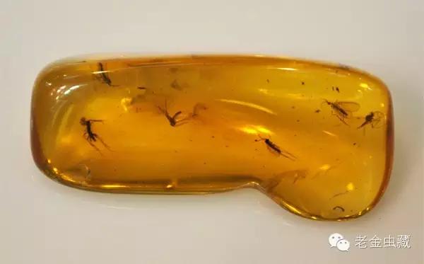 知己知彼,百战不殆——你做好应对假琥珀的准备了吗?