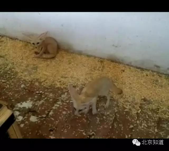 疯狂动物城为白熊戴项圈,疯狂动物城狐狸黄金