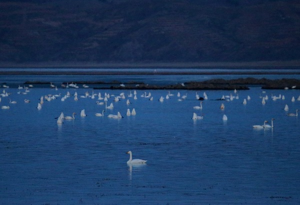 白石水库看天鹅最佳位置导航,白石水库看天鹅2020