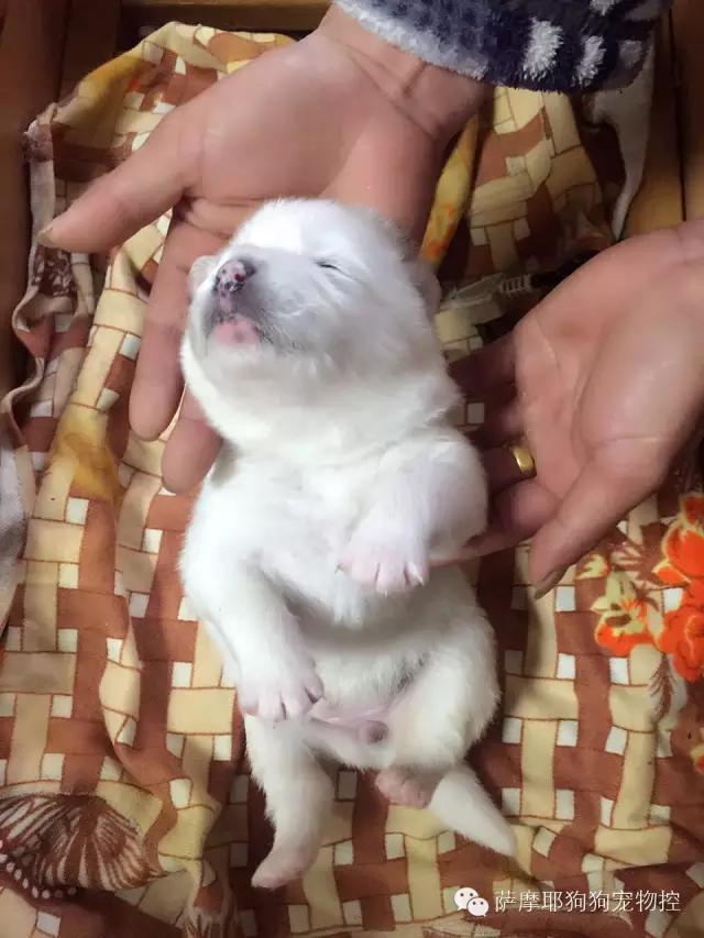 萨摩耶老婆生宝宝了怎么照顾,萨摩耶妈妈和萨摩宝宝